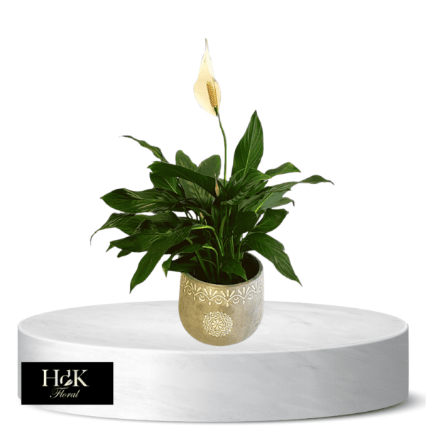 Peace Lily