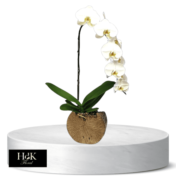 Waterfall Orchid Planter