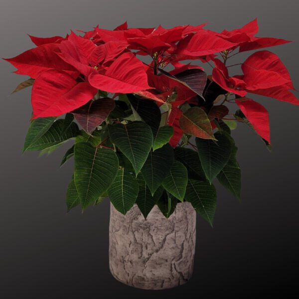 Poinsettia Plant 6"